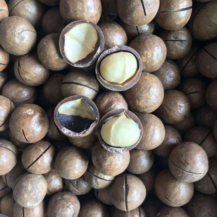 澳洲坚果干 Hạt macadamia khô
