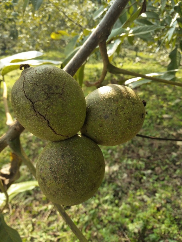 薄皮核桃仁 Hạt óc chó vỏ mỏng