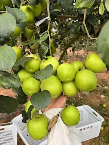 鲜青枣