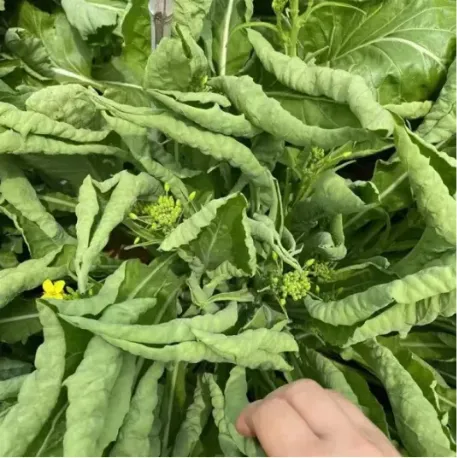 鲜菜花
