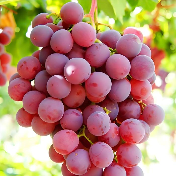 鲜葡萄Nho tươi