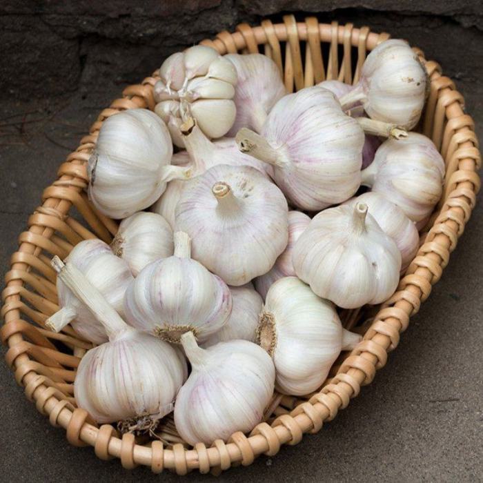 鲜蒜头  Tỏi tươi