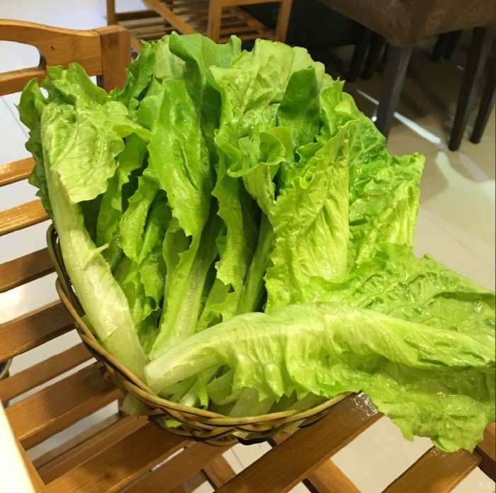 鲜直立生菜 Rau diếp tươi thẳng đứng