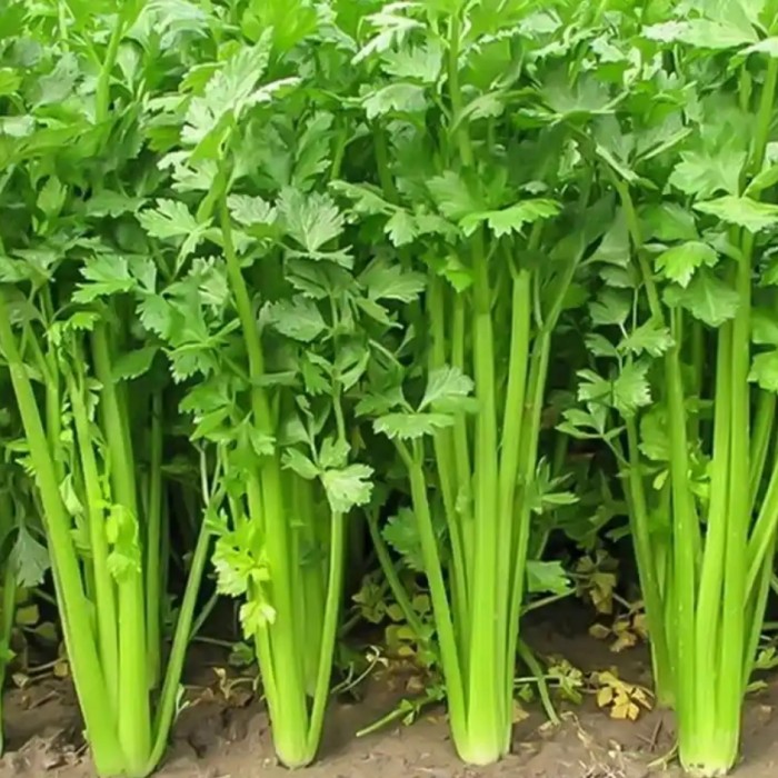 鲜西芹 Cần tây tươi