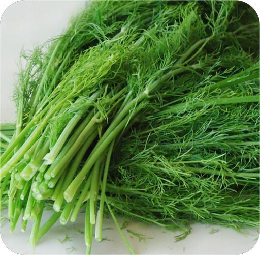 鲜茴香thì là tươi