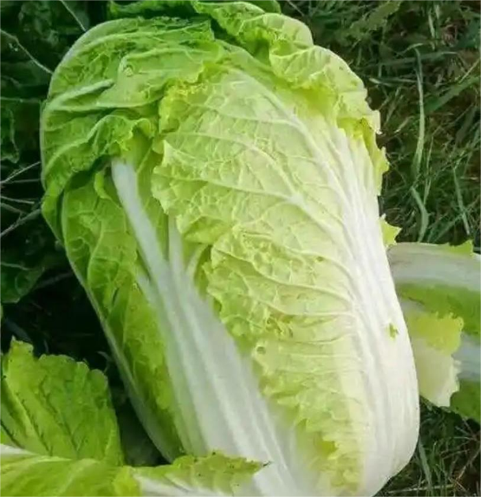 鲜白菜Bắp cải tươi