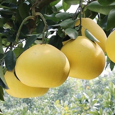 Copy 鲜柚 Bưởi tươi