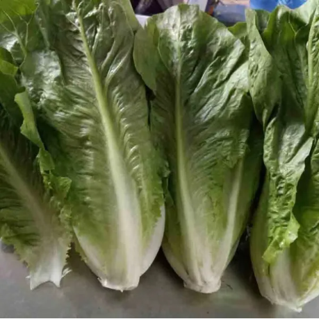 Copy 鲜直立生菜 Rau diếp tươi thẳng đứng