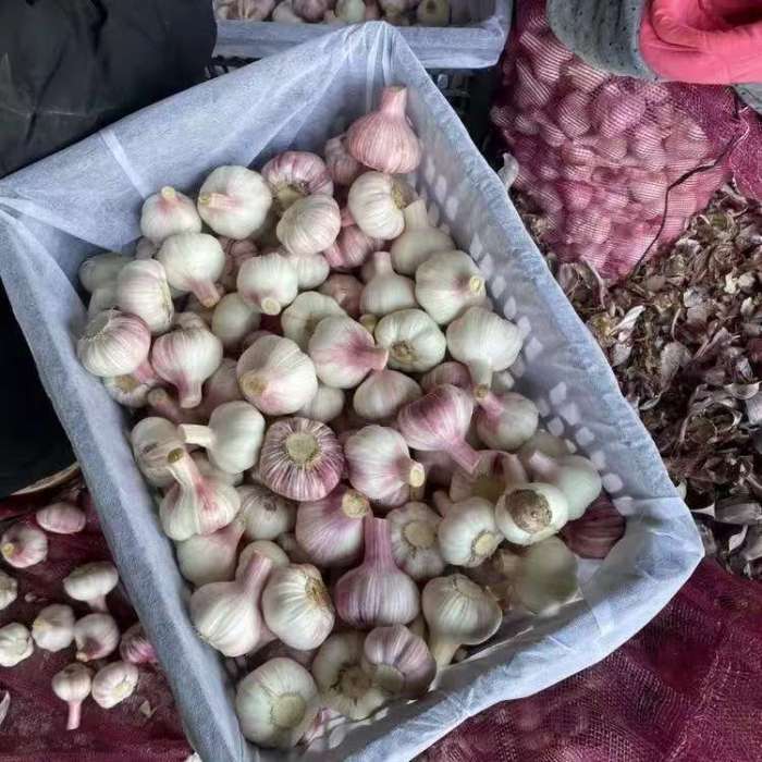 鲜蒜头