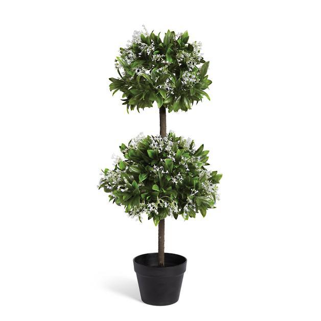Waxleaf Privet Double Ball Topiary