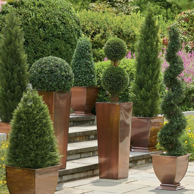 Pond Cypress Topiary