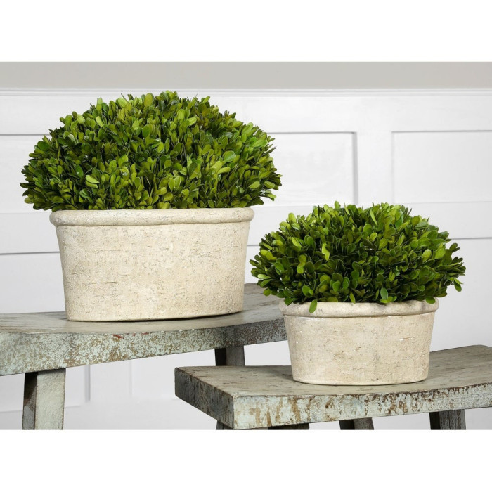 Preserved Boxwood with Oval Dome (Set of 2)