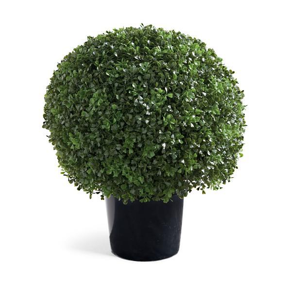 Boxwood Ball Topiary