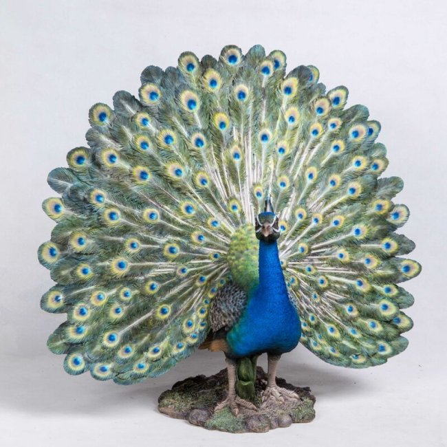 Peacock with Feathers Out Statue