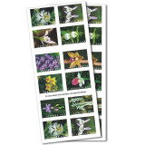 Wild Orchids, 100 Pcs