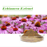 Hot Selling 4% Cichoric Acid Echinacea Extract