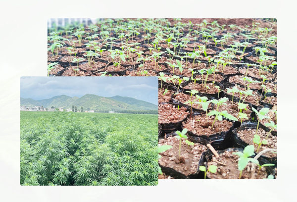 Industrial hemp planting bases of Hunan MiSo Biosciences.