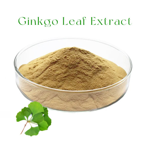 Ginkgo Extract Powder