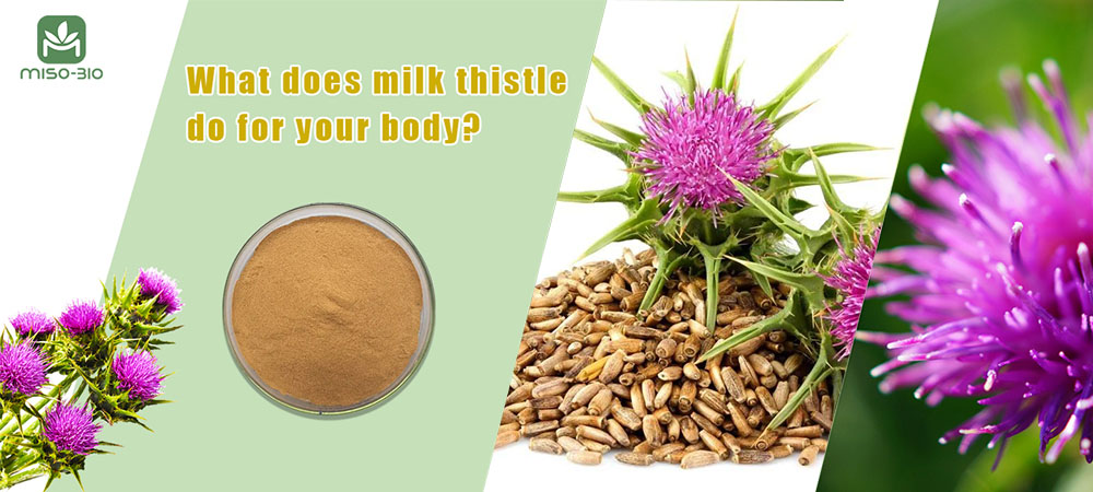 What does milk thistle do for your body?