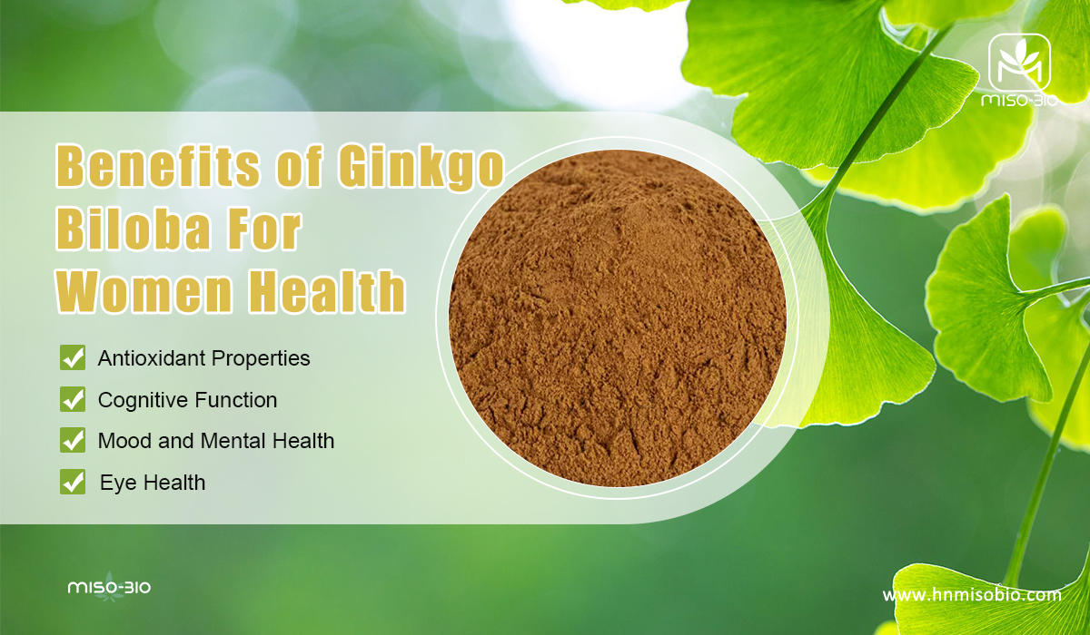 ginkgo biloba powder from Hunan MiSo Bio. with many women benefits
