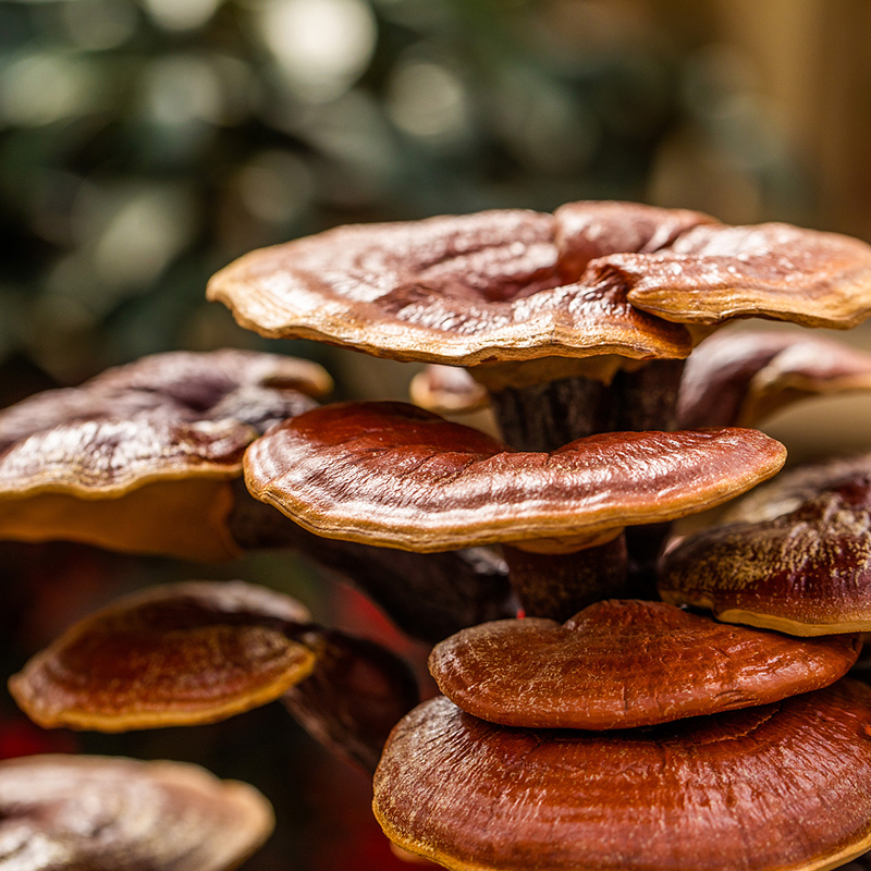 Many pices of Reishi Mushroom on tree