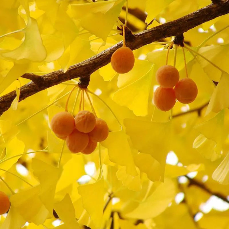 golden ginkgo biloba tree with seeds