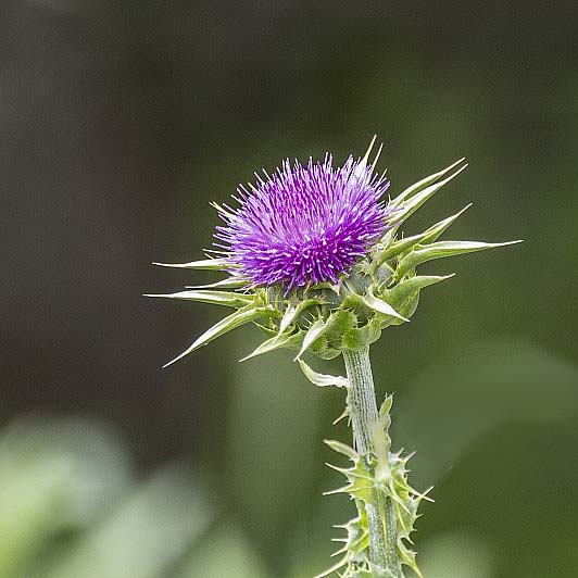 a healing milk thistle flower