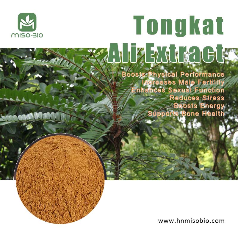 Tongkat Ali extract from Tongkat Ali Root