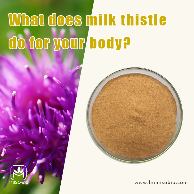 What does milk thistle do for your liver