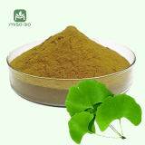 Ginkgo Extract Powder