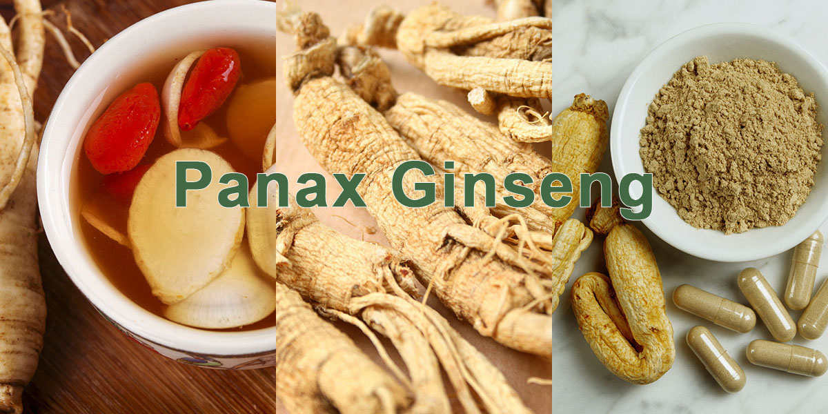 three different type of Panax ginseng