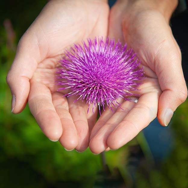 Hold milk thistle flower with both hands