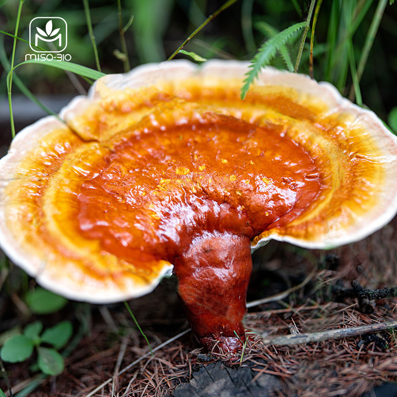 a big Reishi in bush