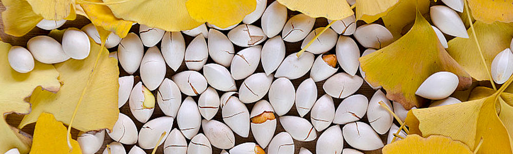 many ginkgo seed with ginkgo leaves