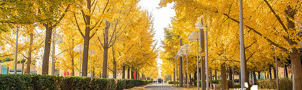 two range of ginkgo tree along the street