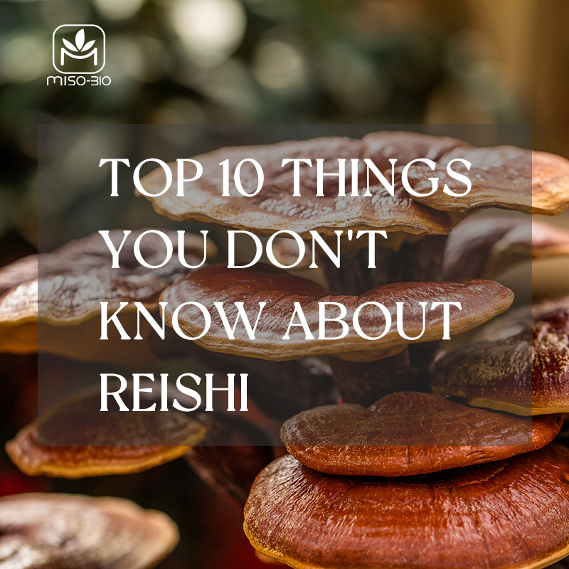 a crowd of Reishi