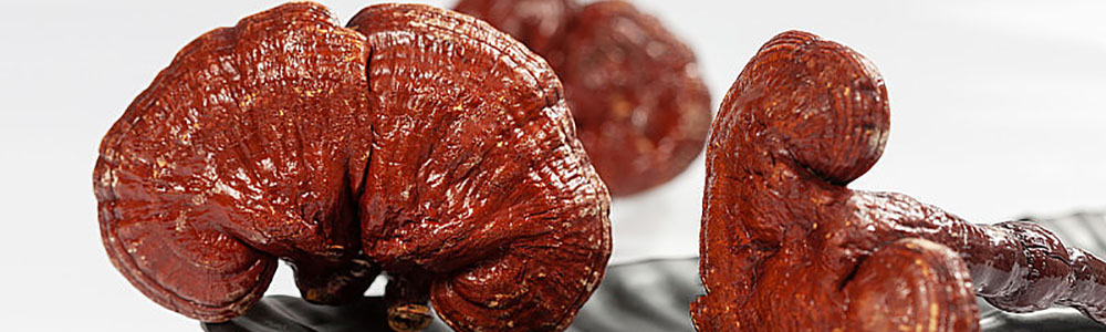 Three pices of Reishi on table