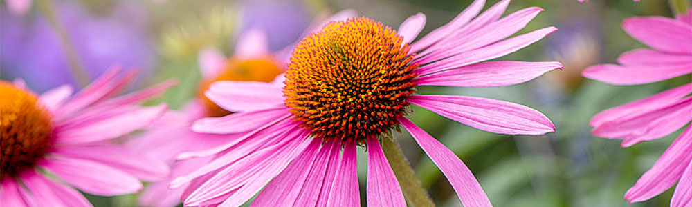 Echinacea flower in wild