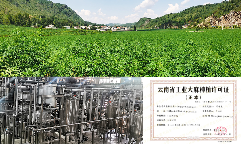 a industrial hemp plant under blue sky