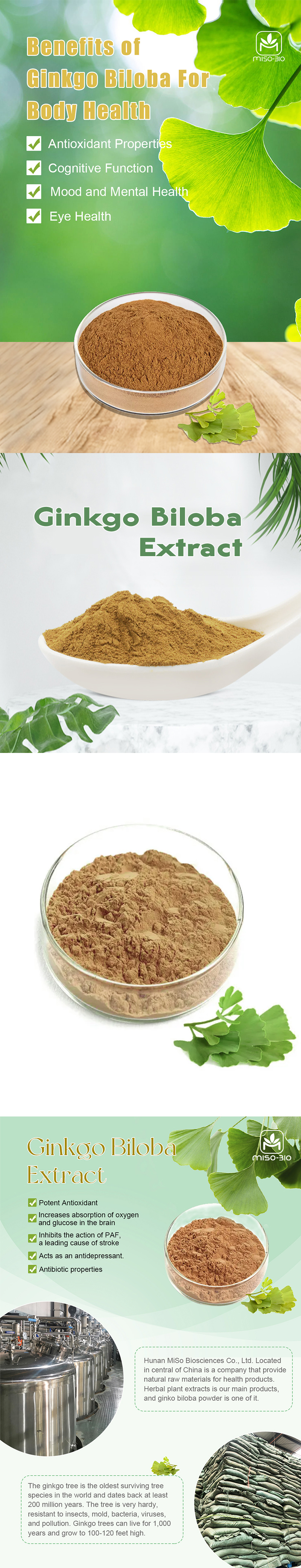 ginkgo biloba leaves and brown powder