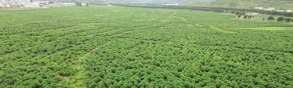 a green hemp planting base a green hemp planting base