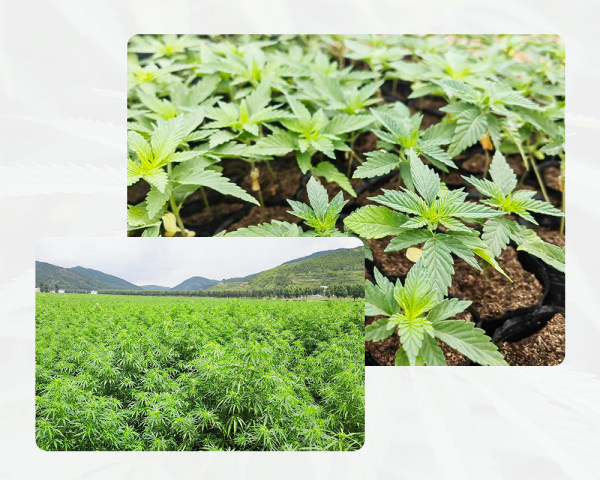 Industrial hemp planting bases of Hunan MiSo Biosciences.