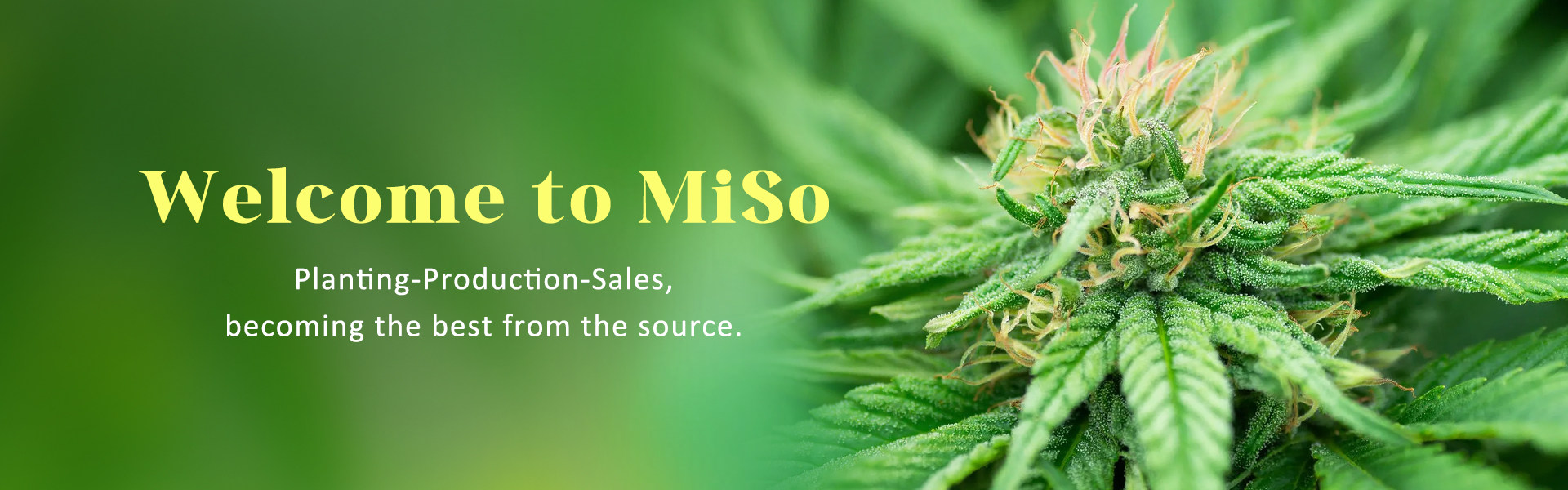 hemp wholesaler