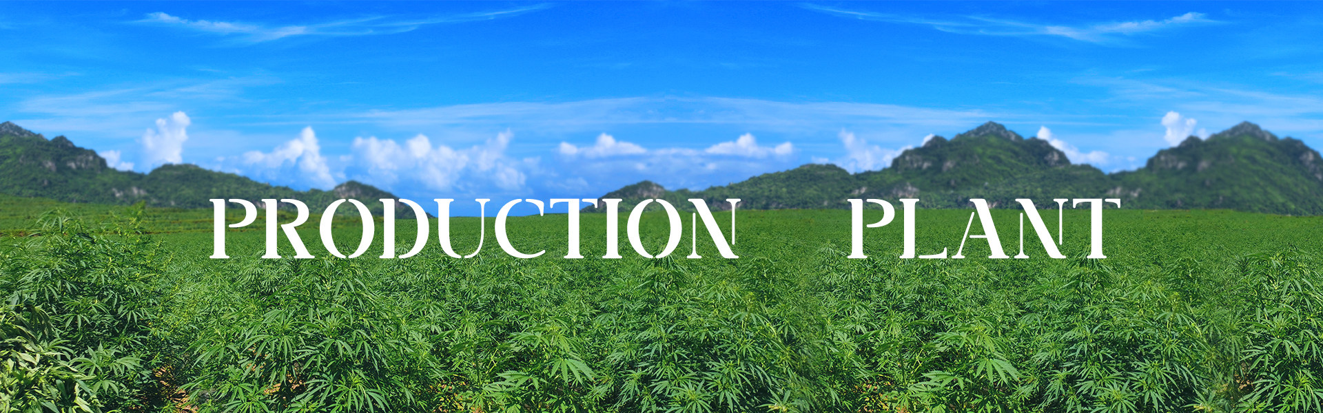 a bottle hemp oil