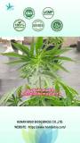 Plantextract CBD Oil Tincture Vanilla 6000mg