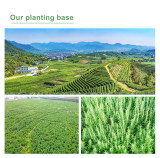 Cannabidiol Factory Wholesale Plantextract Industrial Hemp Extract Best sale 99% CBD Isolate Powder