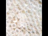 CBD Capsules