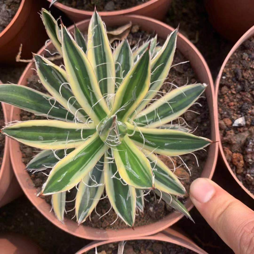 Agave filifera Chaotic snow 10cm