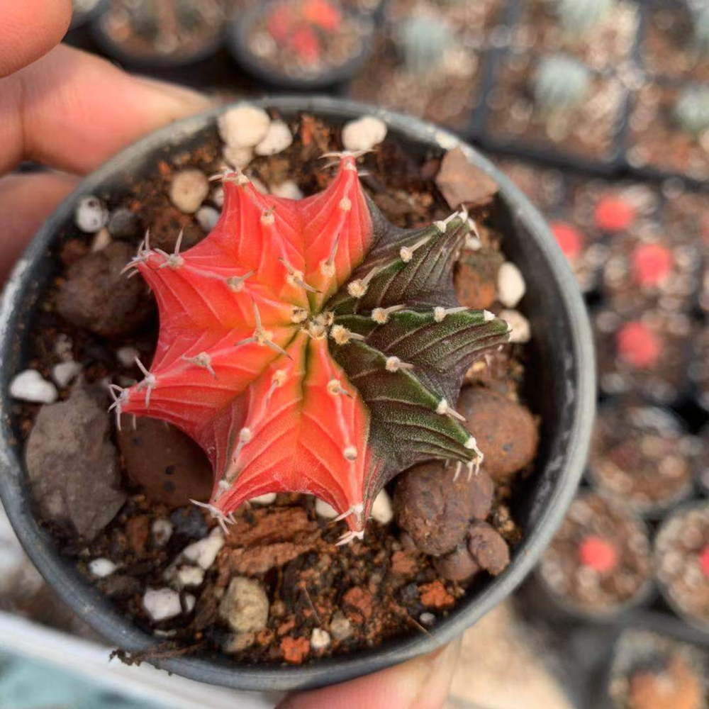 Gymnocalycium mihanovichii Variegated 4cm