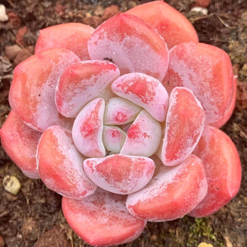 Echeveria‘Ice green’ 4cm